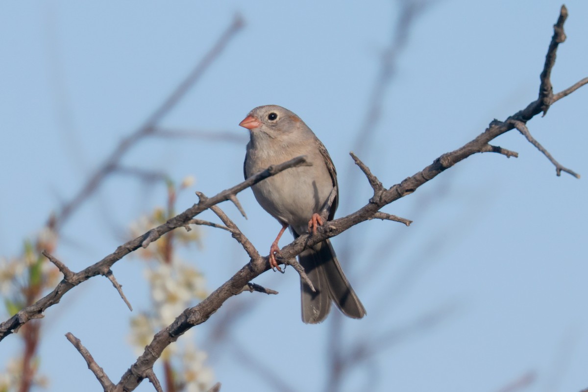 Field Sparrow - ML618340260