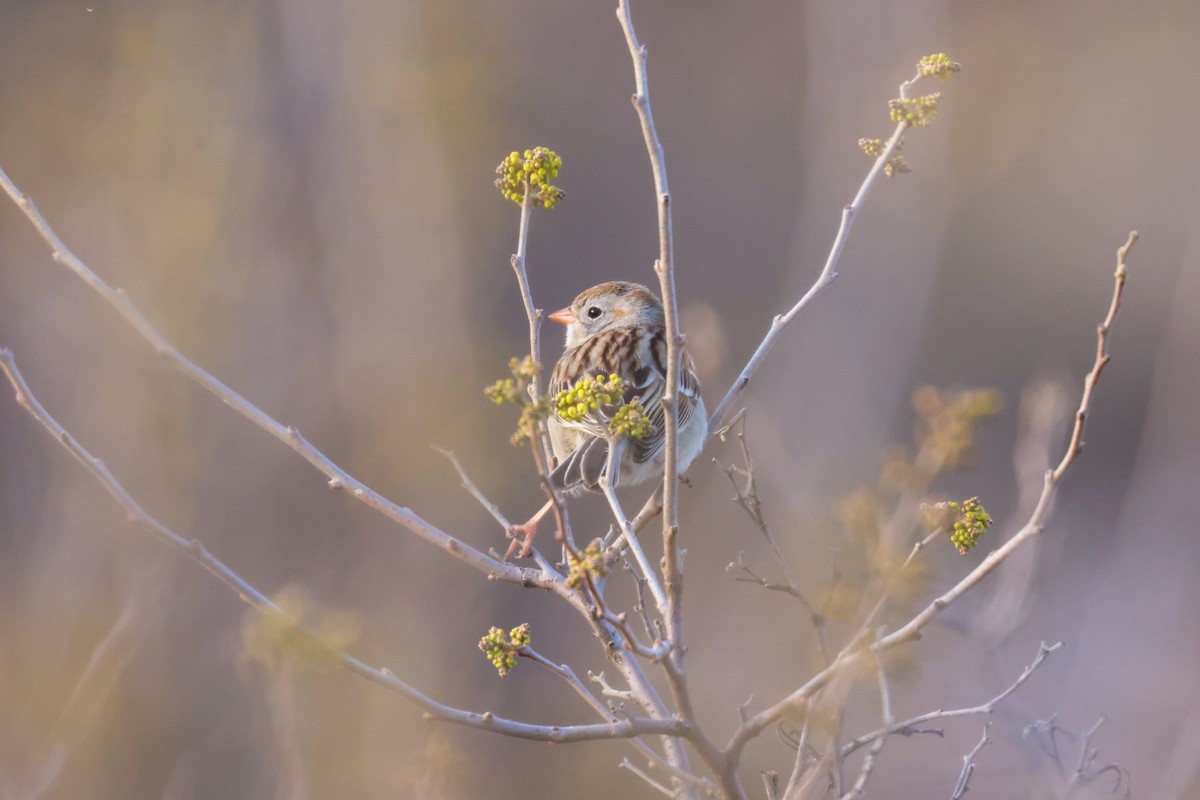 Field Sparrow - ML618340264