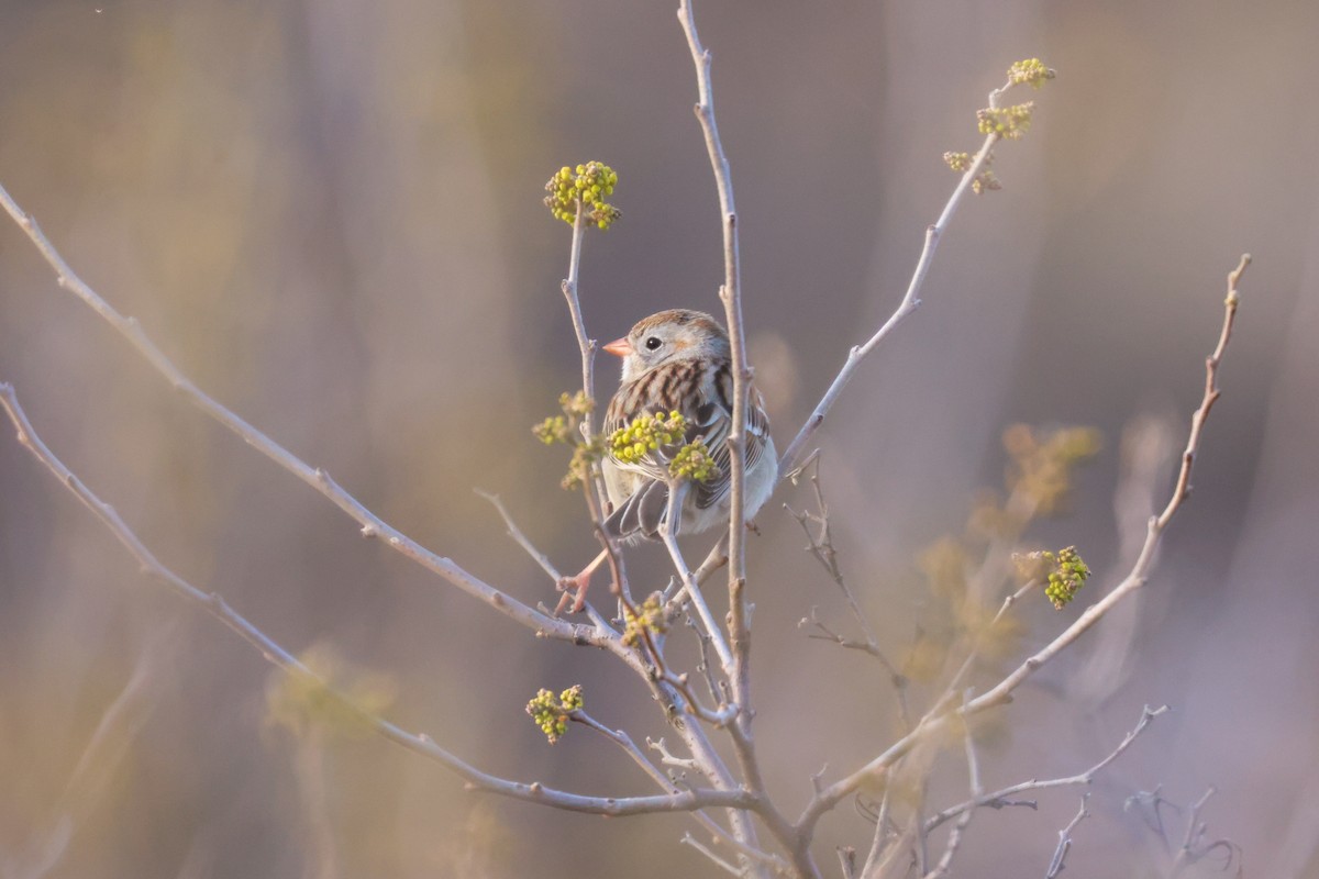 Field Sparrow - Joey McCracken