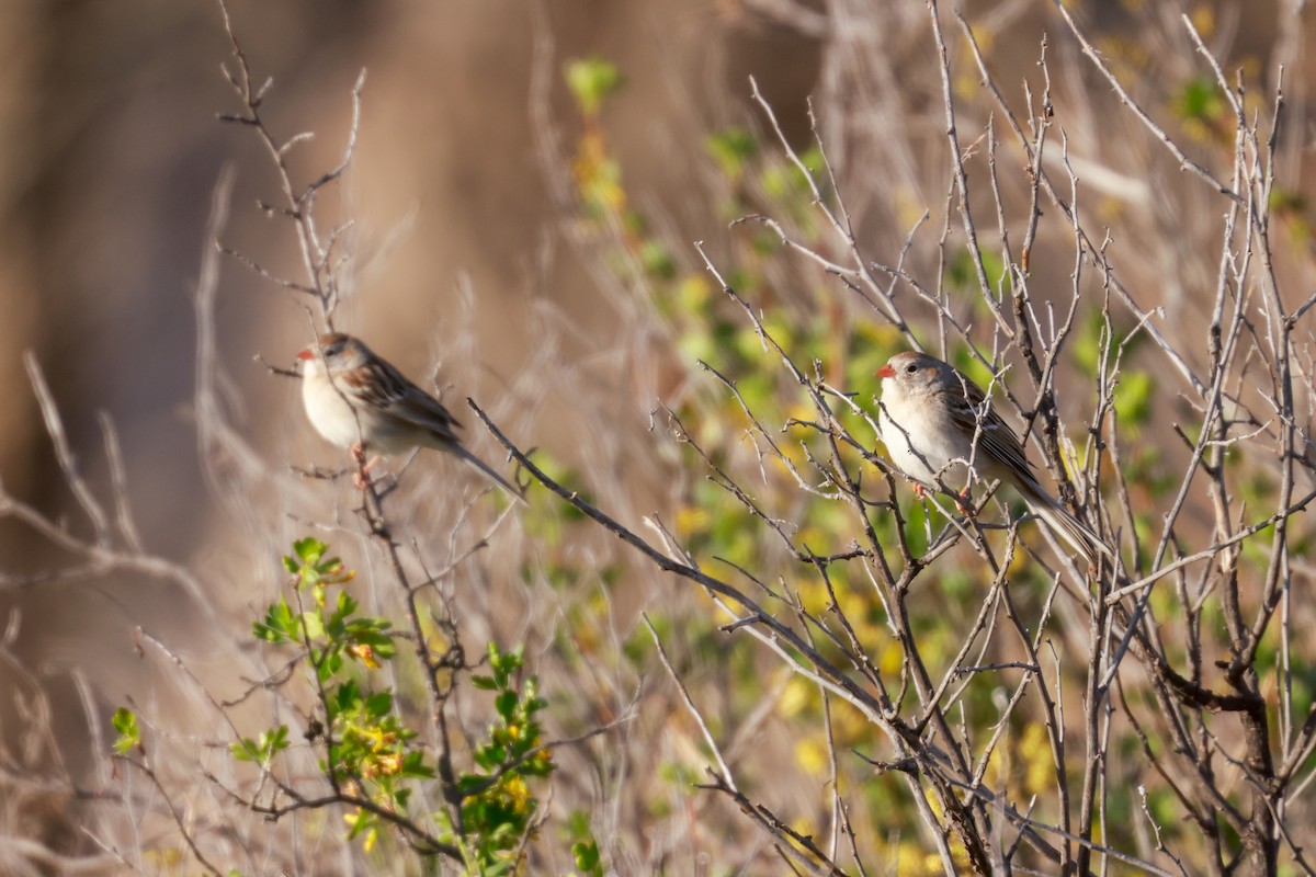 Field Sparrow - ML618340265