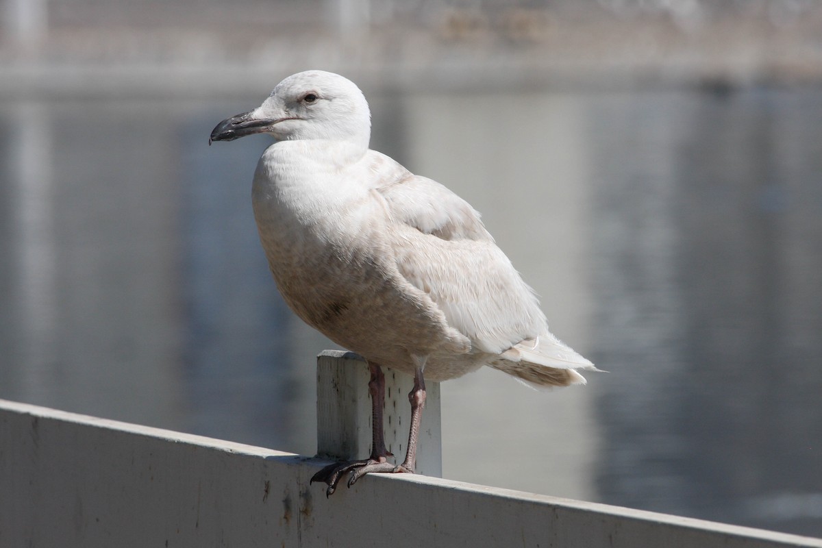 Glaucous-winged Gull - ML618340272