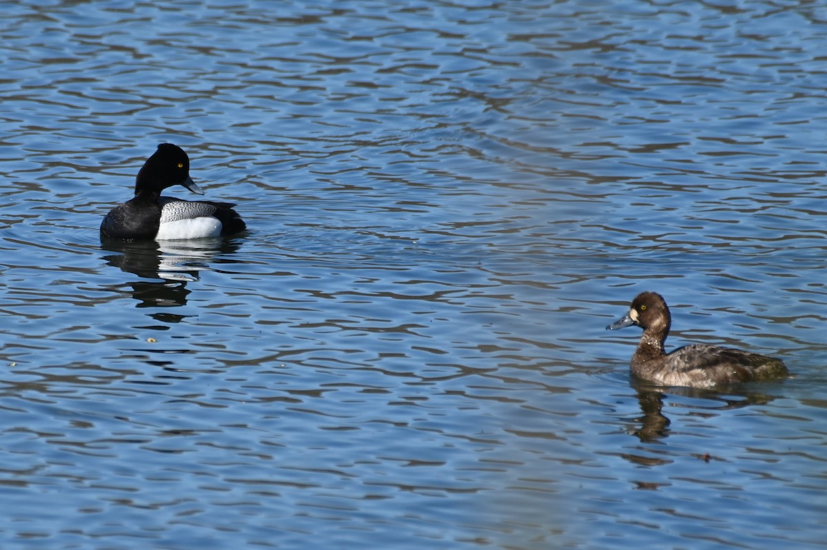 Lesser Scaup - Gil Aburto-Avila