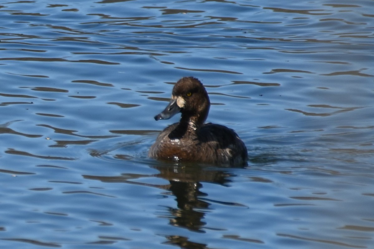 Lesser Scaup - Gil Aburto-Avila