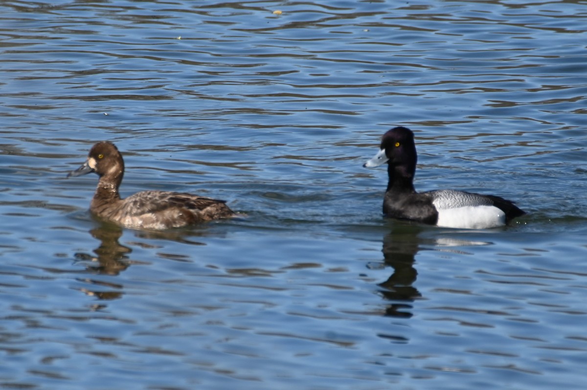 Lesser Scaup - Gil Aburto-Avila