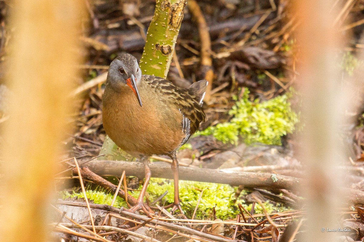 Virginia Rail - ML618340296