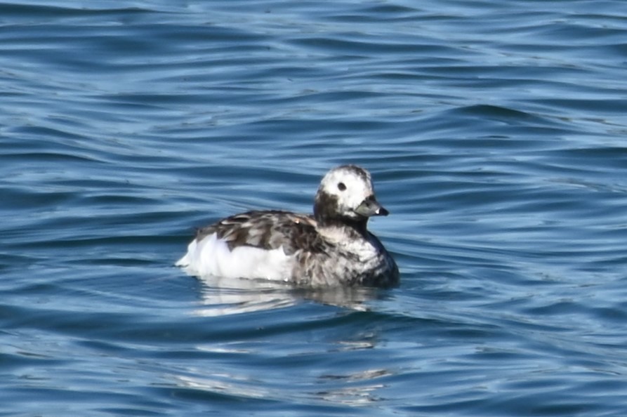 Long-tailed Duck - Gil Aburto-Avila