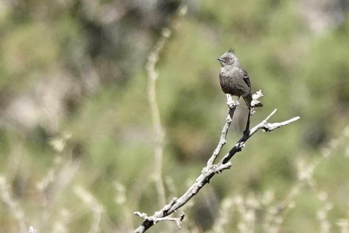 Phainopepla - Fleeta Chauvigne