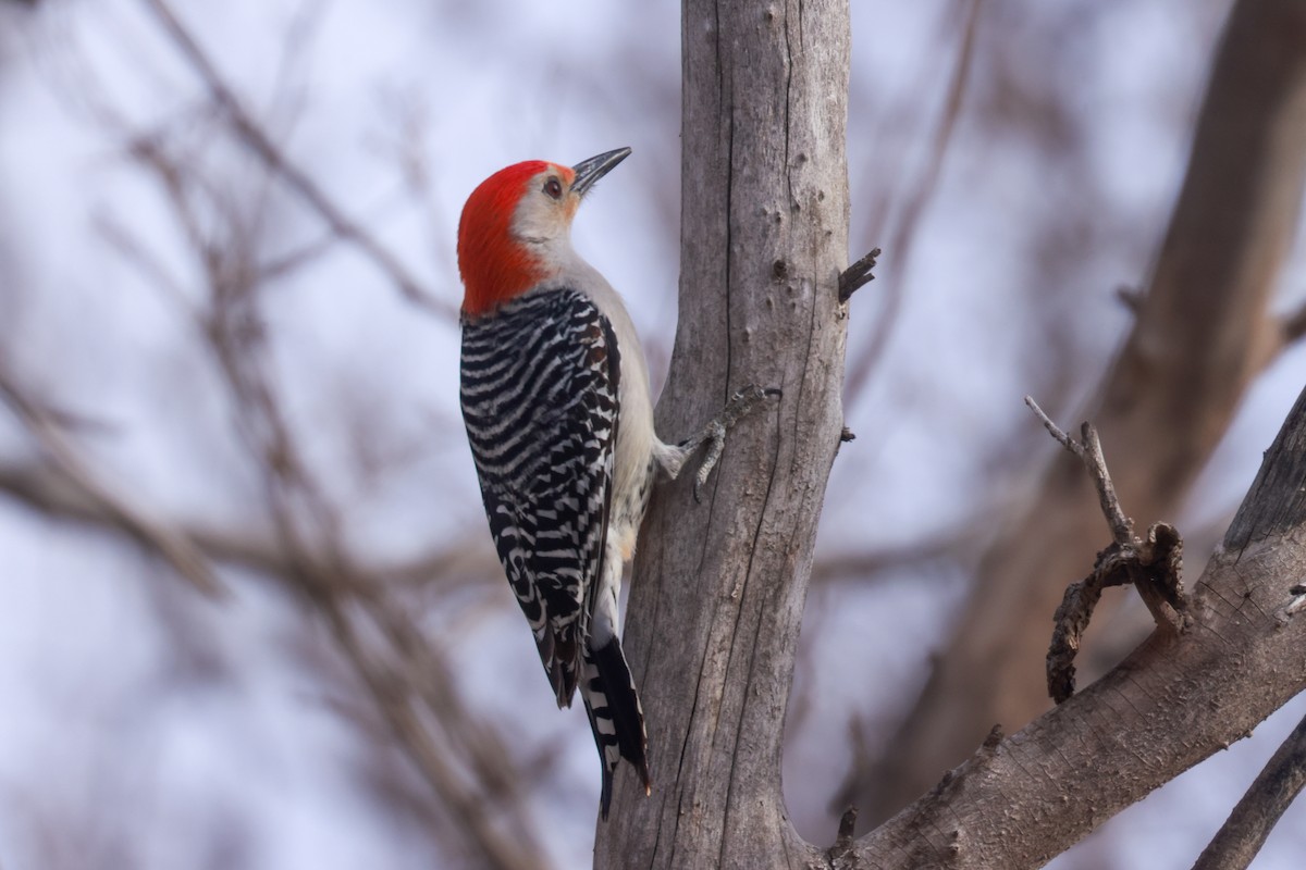 Red-bellied Woodpecker - ML618340326