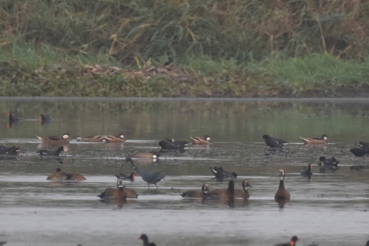 White-cheeked Pintail (White-cheeked) - ML618340339