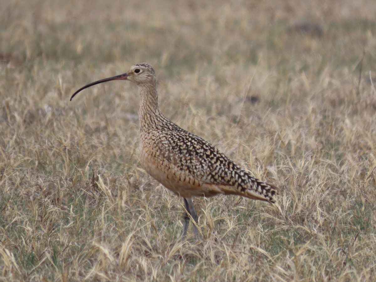 Long-billed Curlew - ML618340363