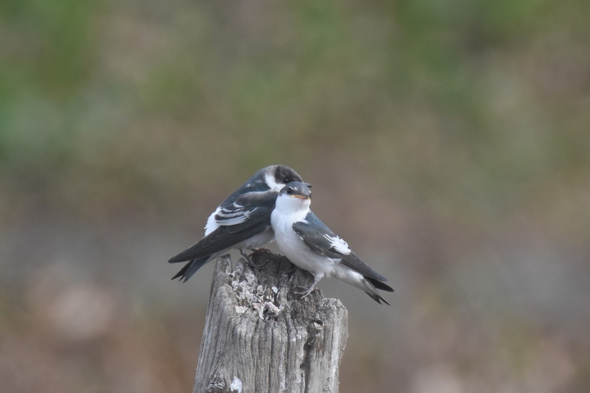 White-winged Swallow - Luke Berg