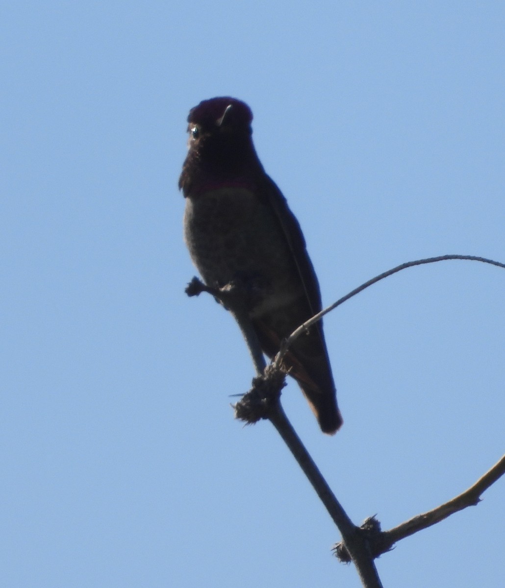 Anna's Hummingbird - ML618340383