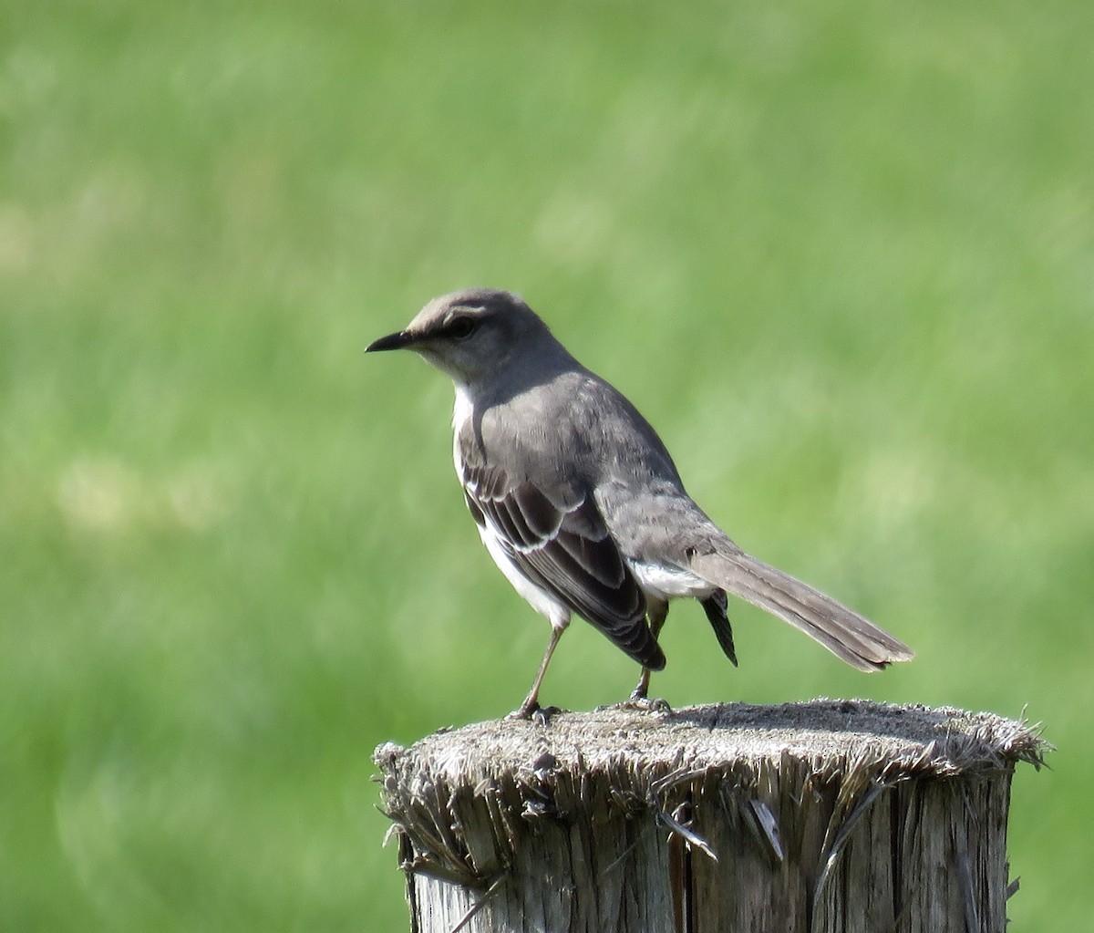 Northern Mockingbird - ML618340398