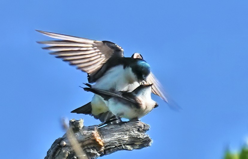 Tree Swallow - Alan Mitchnick