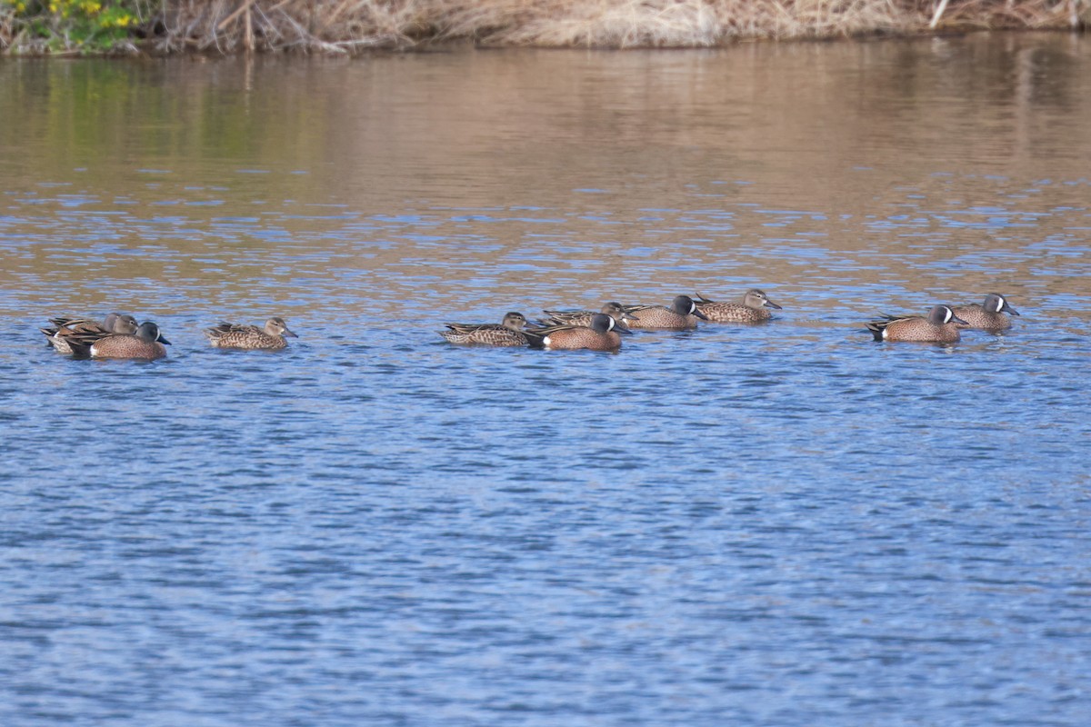 Blue-winged Teal - ML618340414