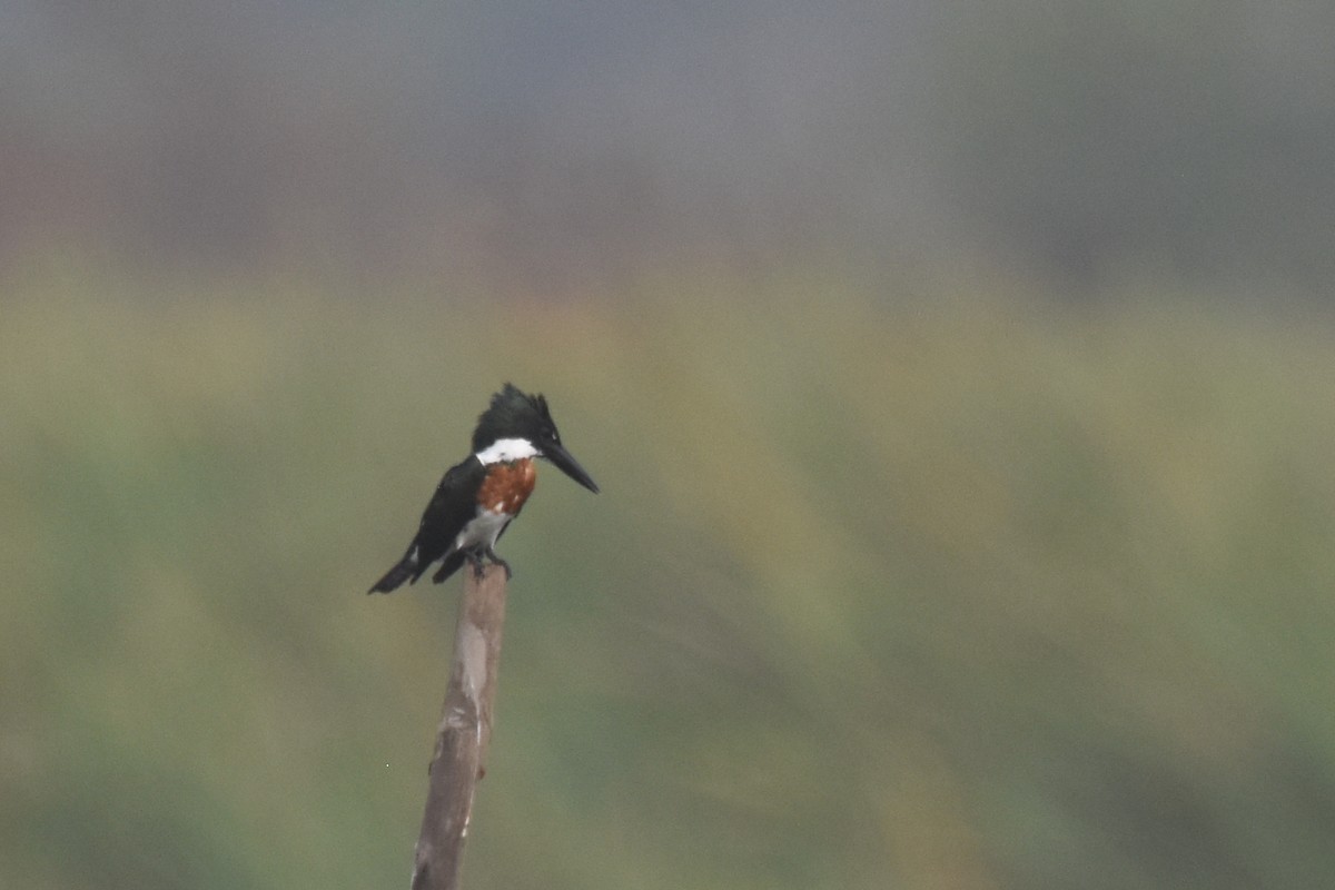 Amazon Kingfisher - Luke Berg