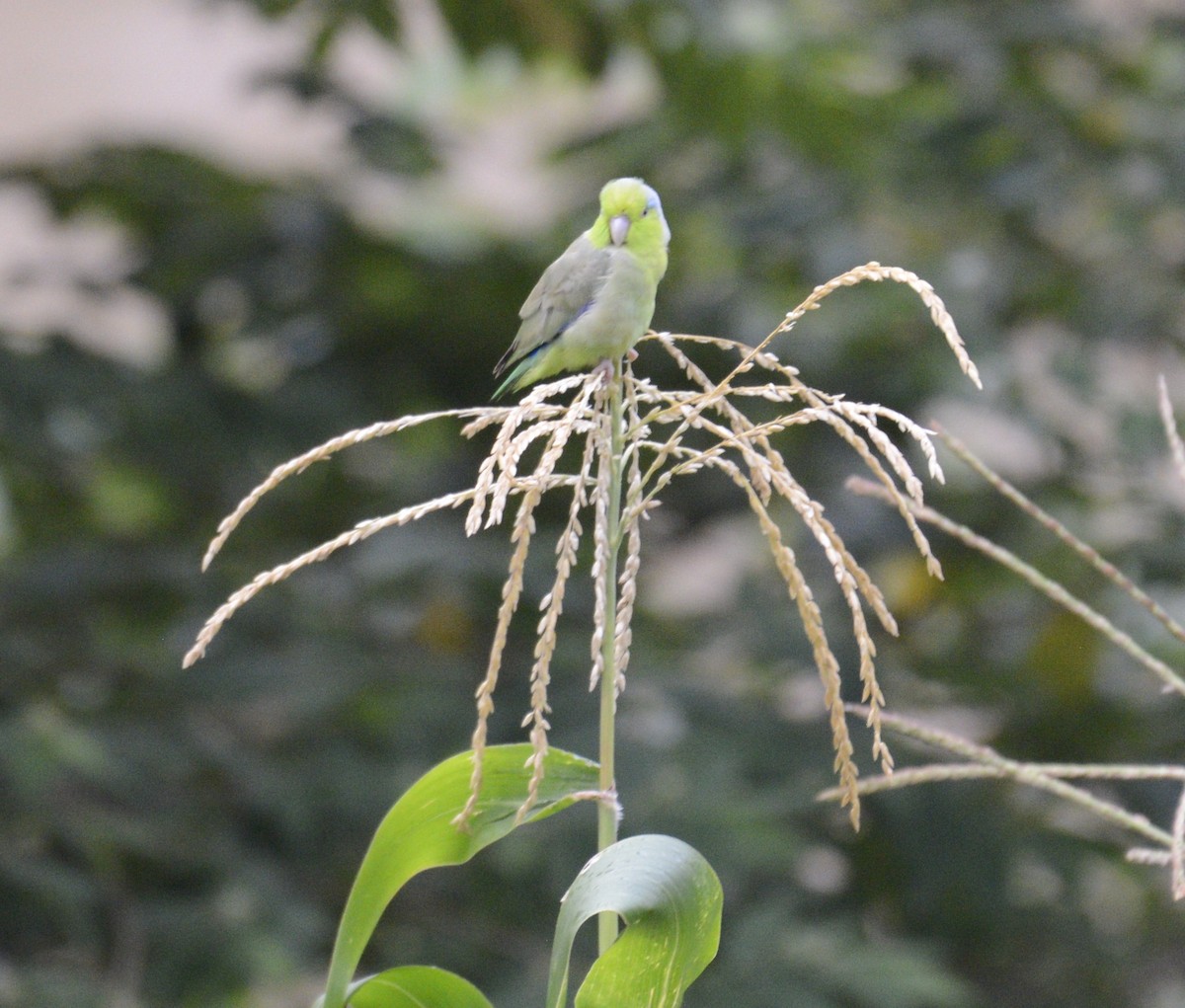 Pacific Parrotlet - Spencer Vanderhoof