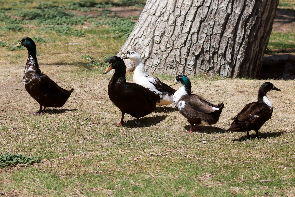 Mallard (Domestic type) - ML618340495