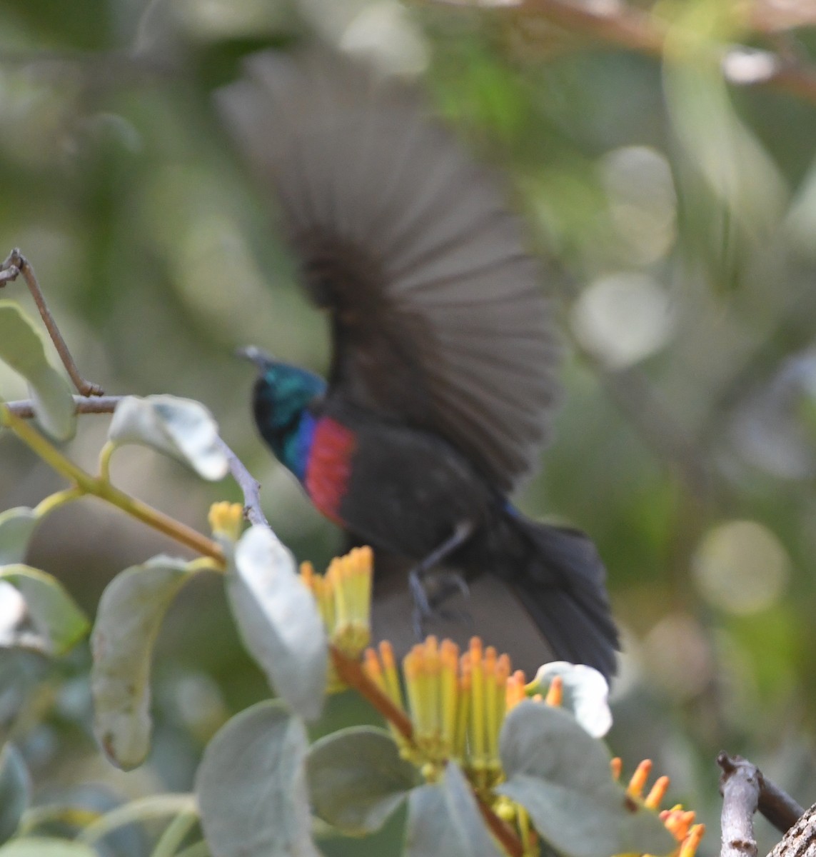 Shelley's Sunbird (Shelley's) - ML618340514