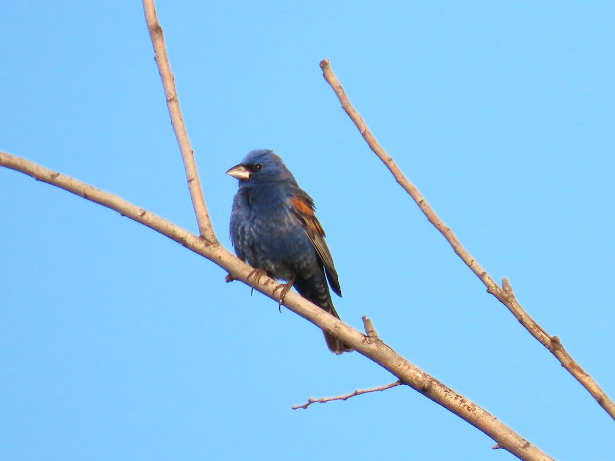 Blue Grosbeak - ML618340516