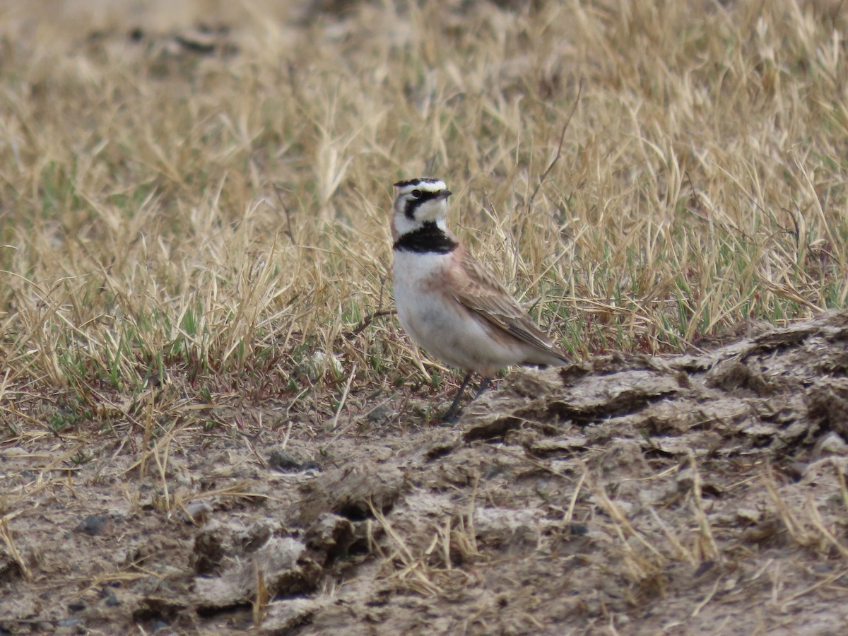 Horned Lark - ML618340521