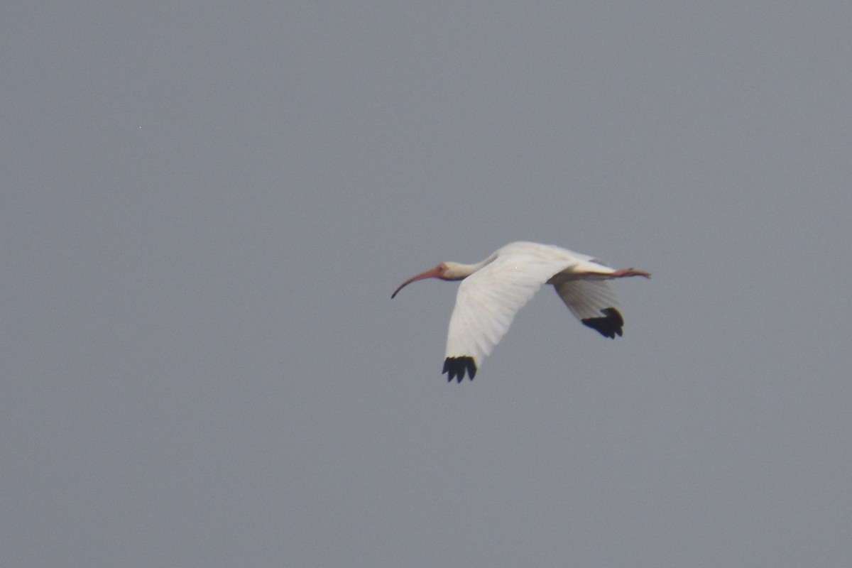 White Ibis - Luke Berg