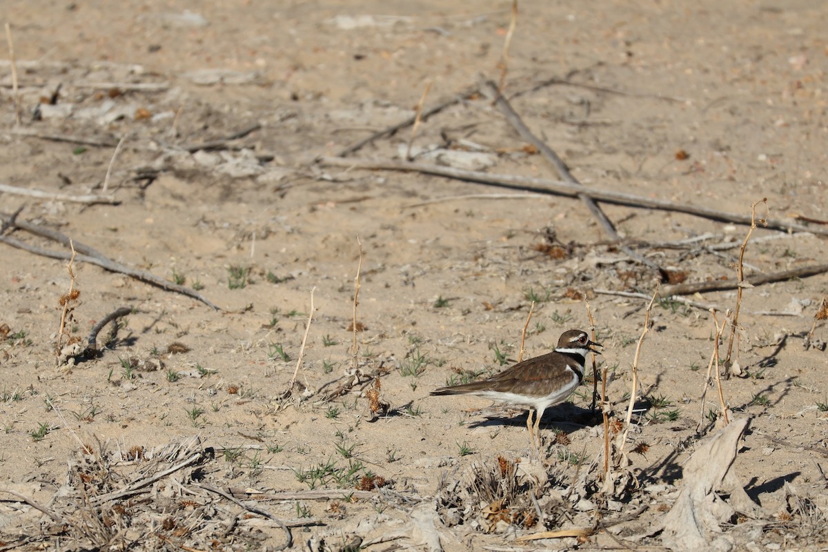 Killdeer - ML618340603