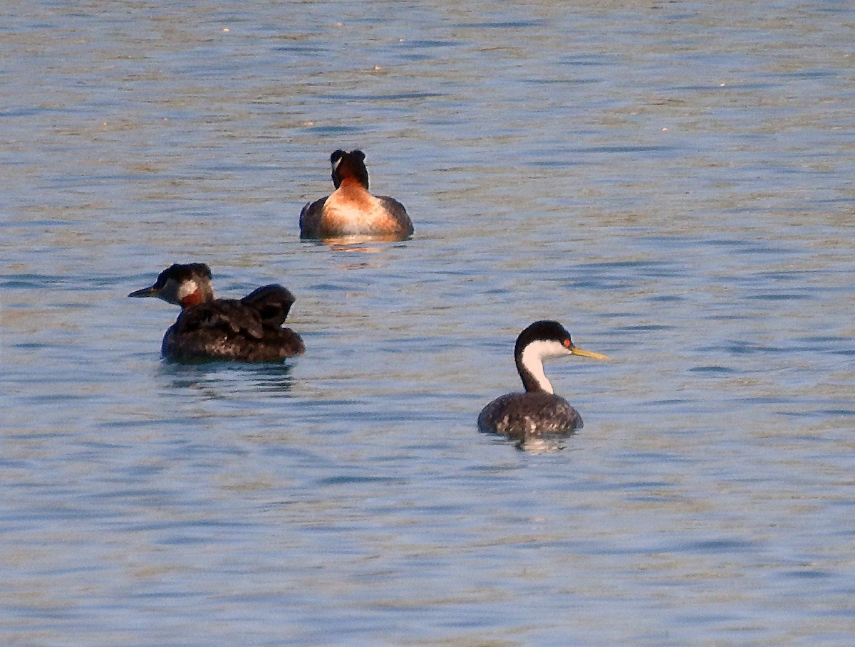 Western Grebe - Theresa Dobko