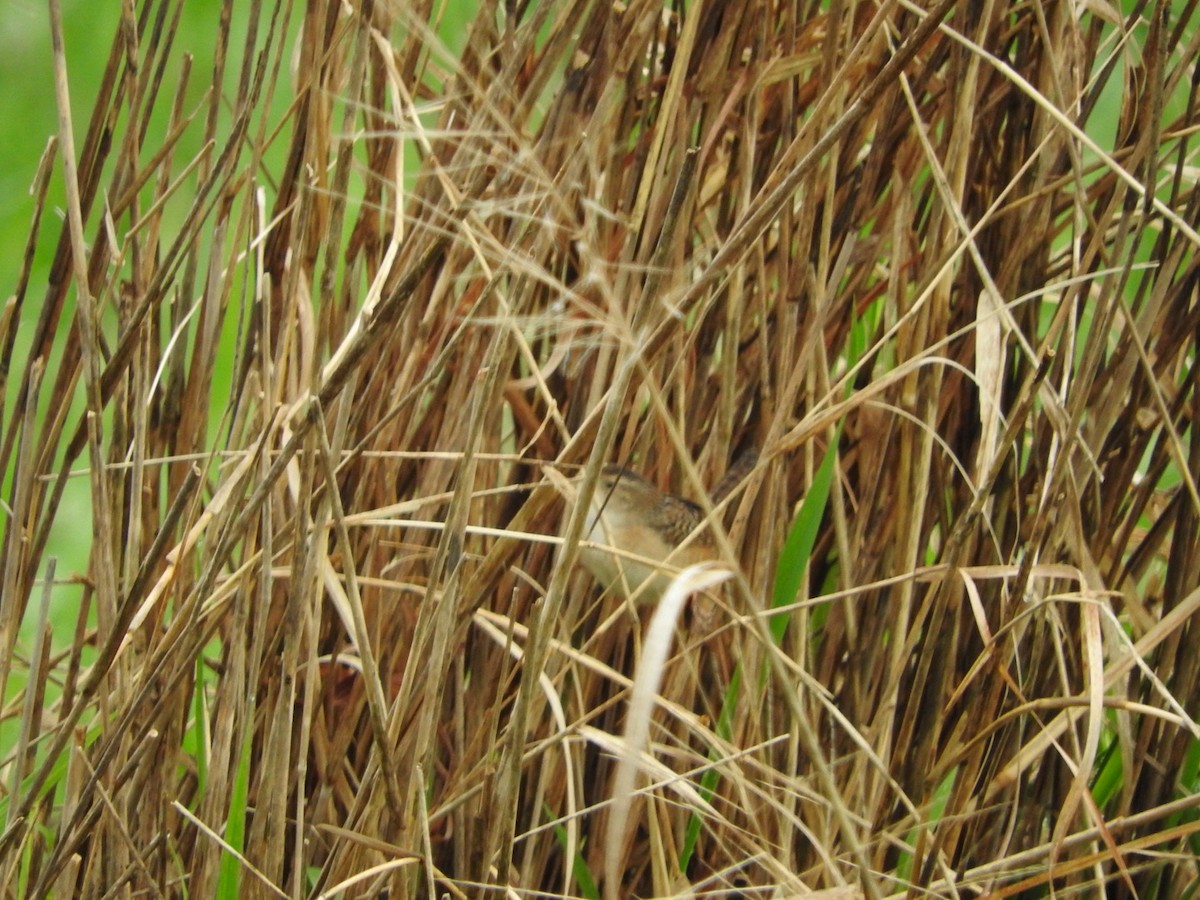 Sedge Wren - ML618340631