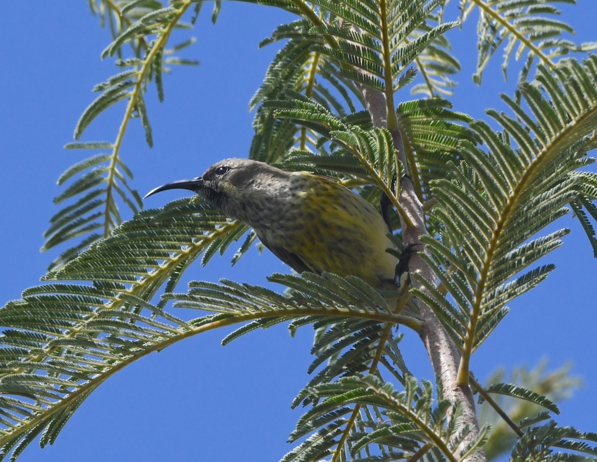 Shelley's Sunbird (Shelley's) - ML618340634