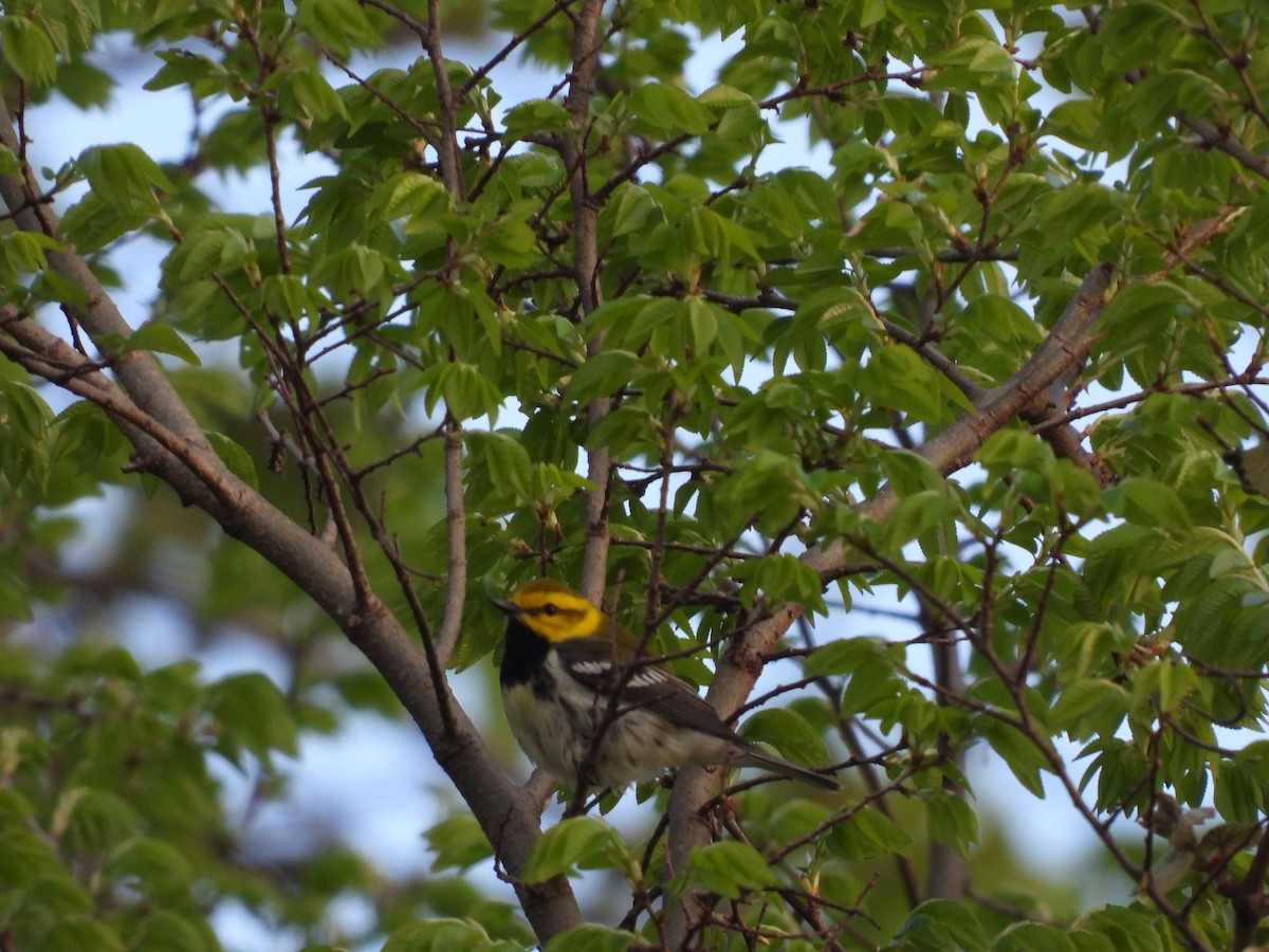 Black-throated Green Warbler - ML618340635