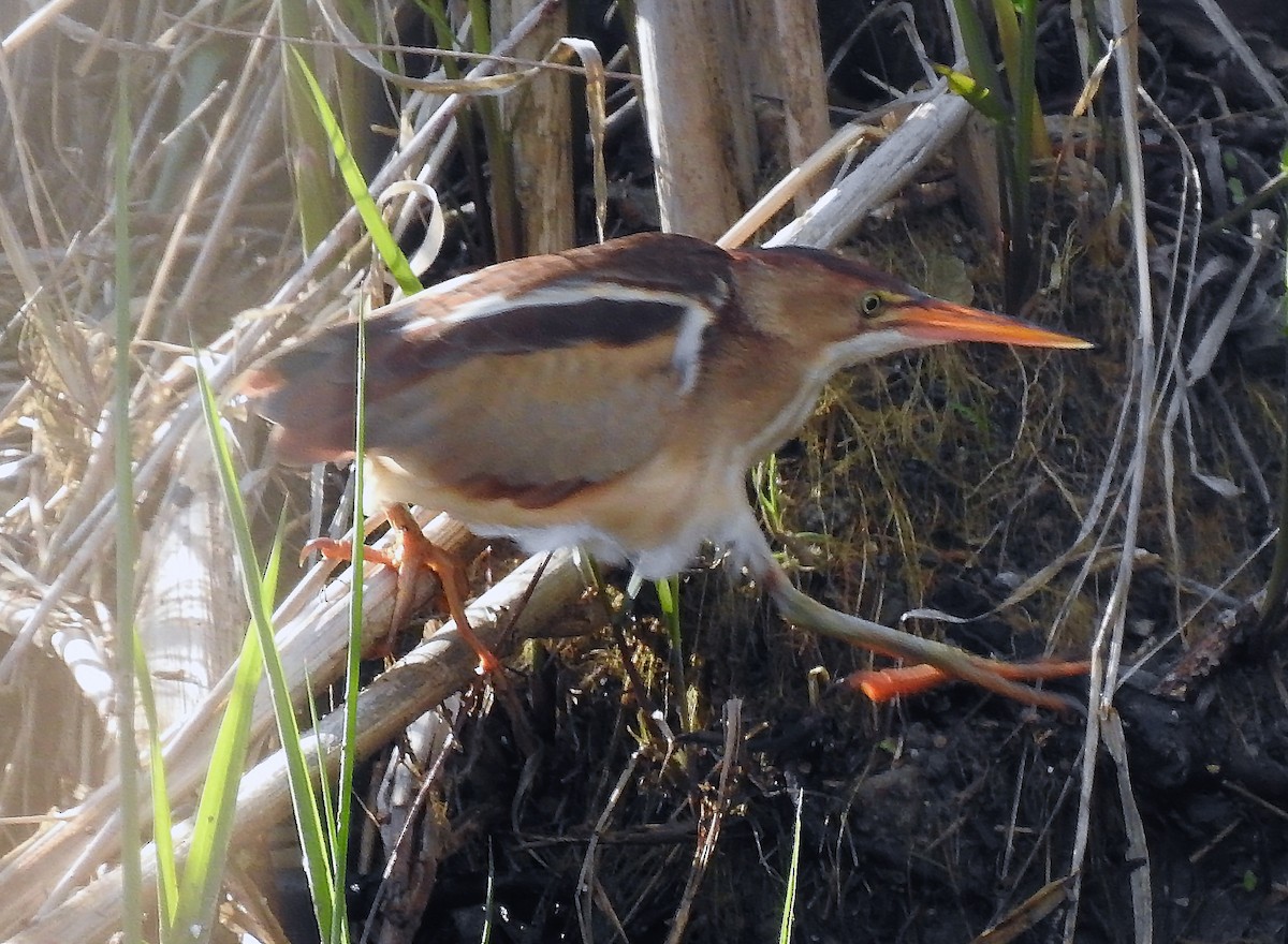 Least Bittern - Theresa Dobko