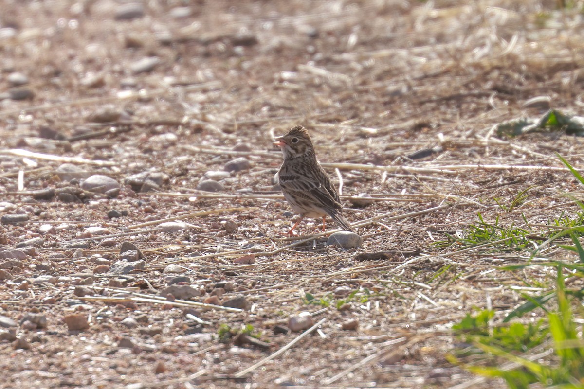 Vesper Sparrow - ML618340684