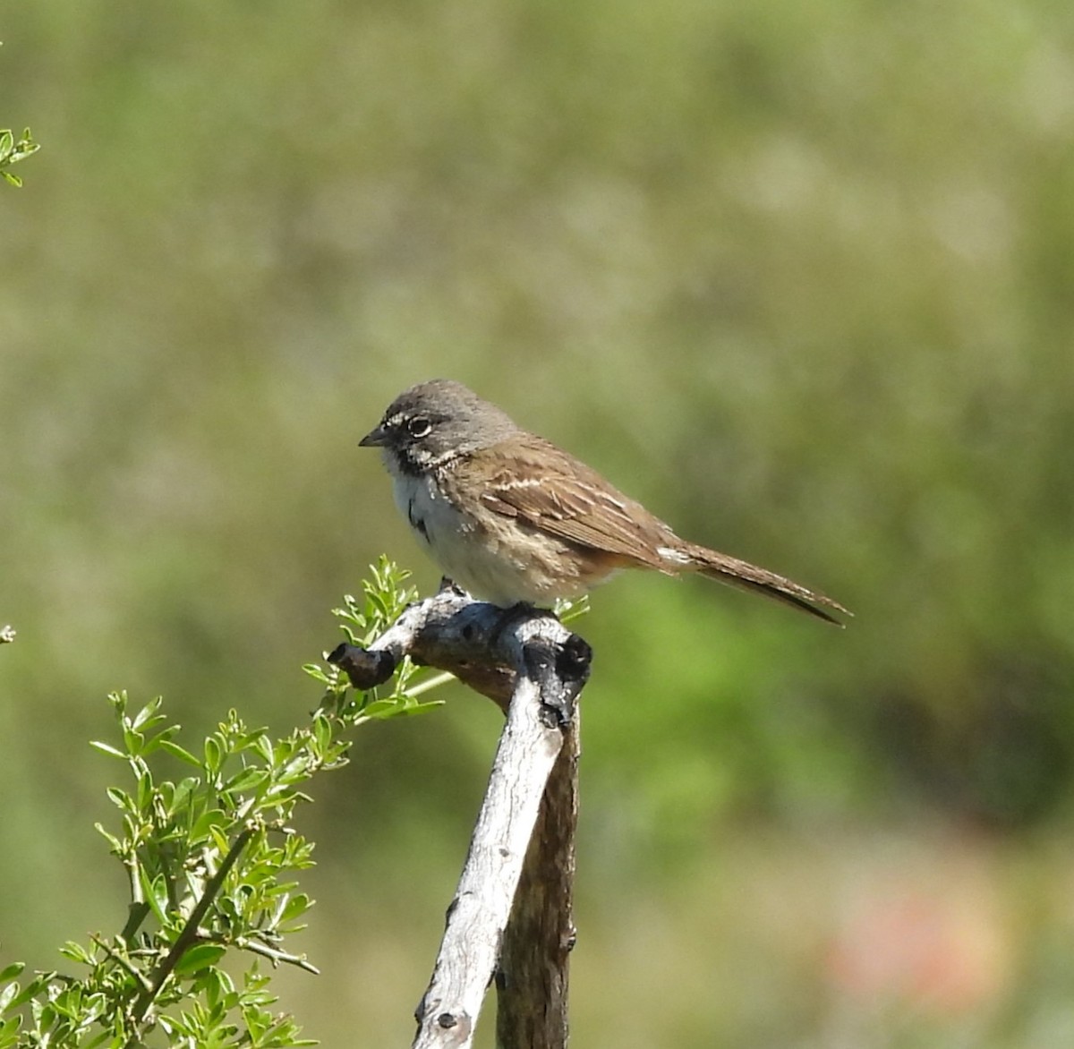 Bell's Sparrow - ML618340701