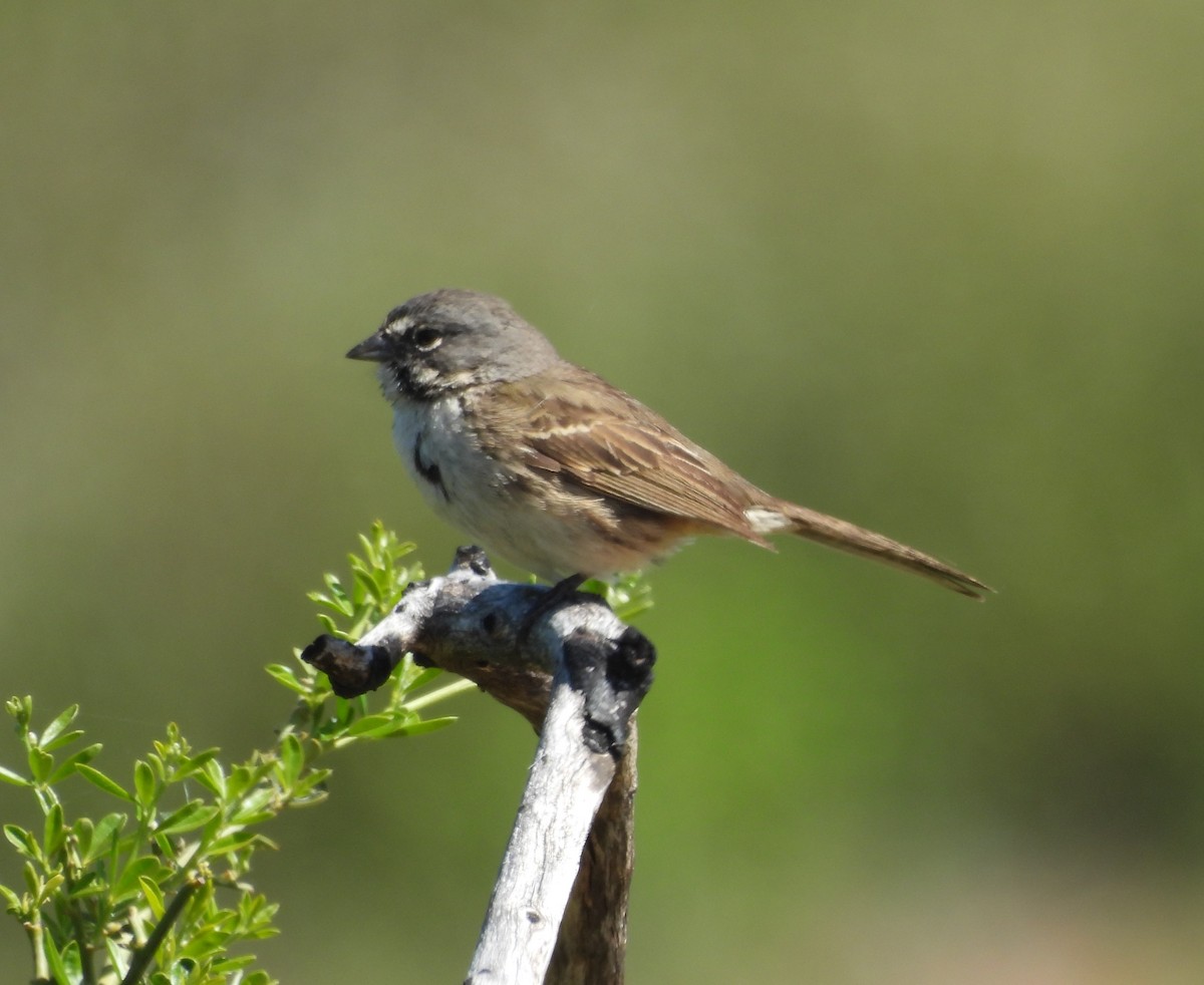 Bell's Sparrow - ML618340702