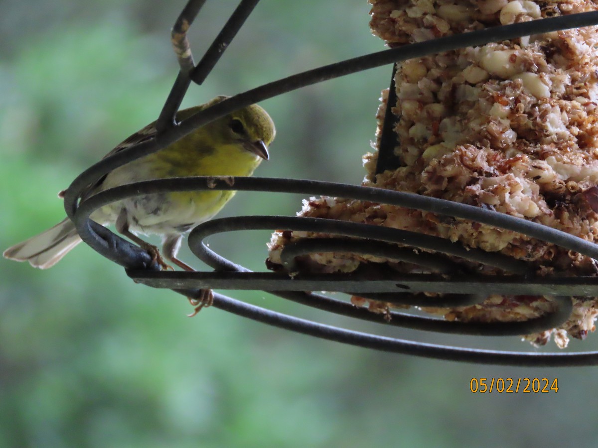 Pine Warbler - Susan Leake