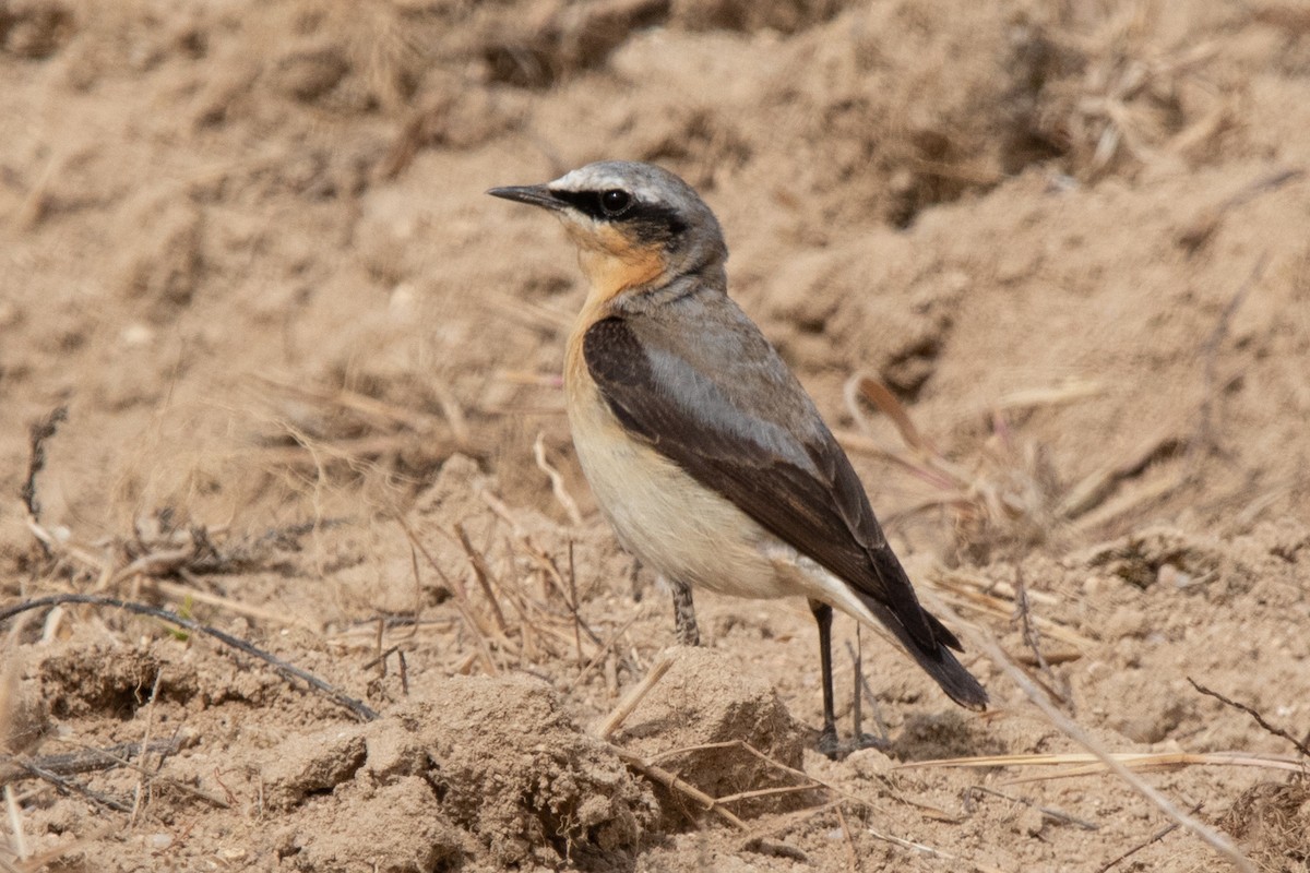 Northern Wheatear (Greenland) - ML618340731