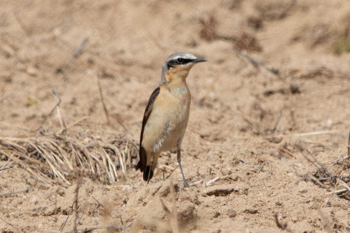 Northern Wheatear (Greenland) - ML618340734