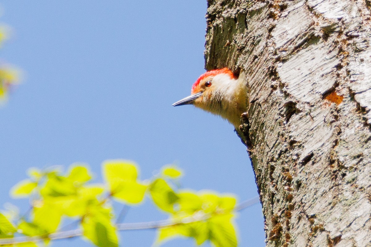 Red-bellied Woodpecker - ML618340737