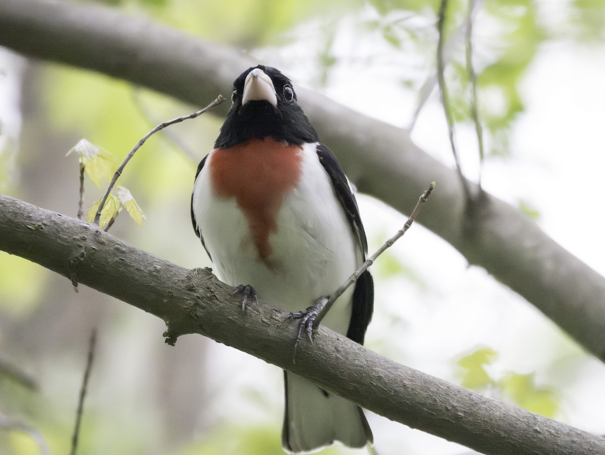 Rose-breasted Grosbeak - Bill Rankin