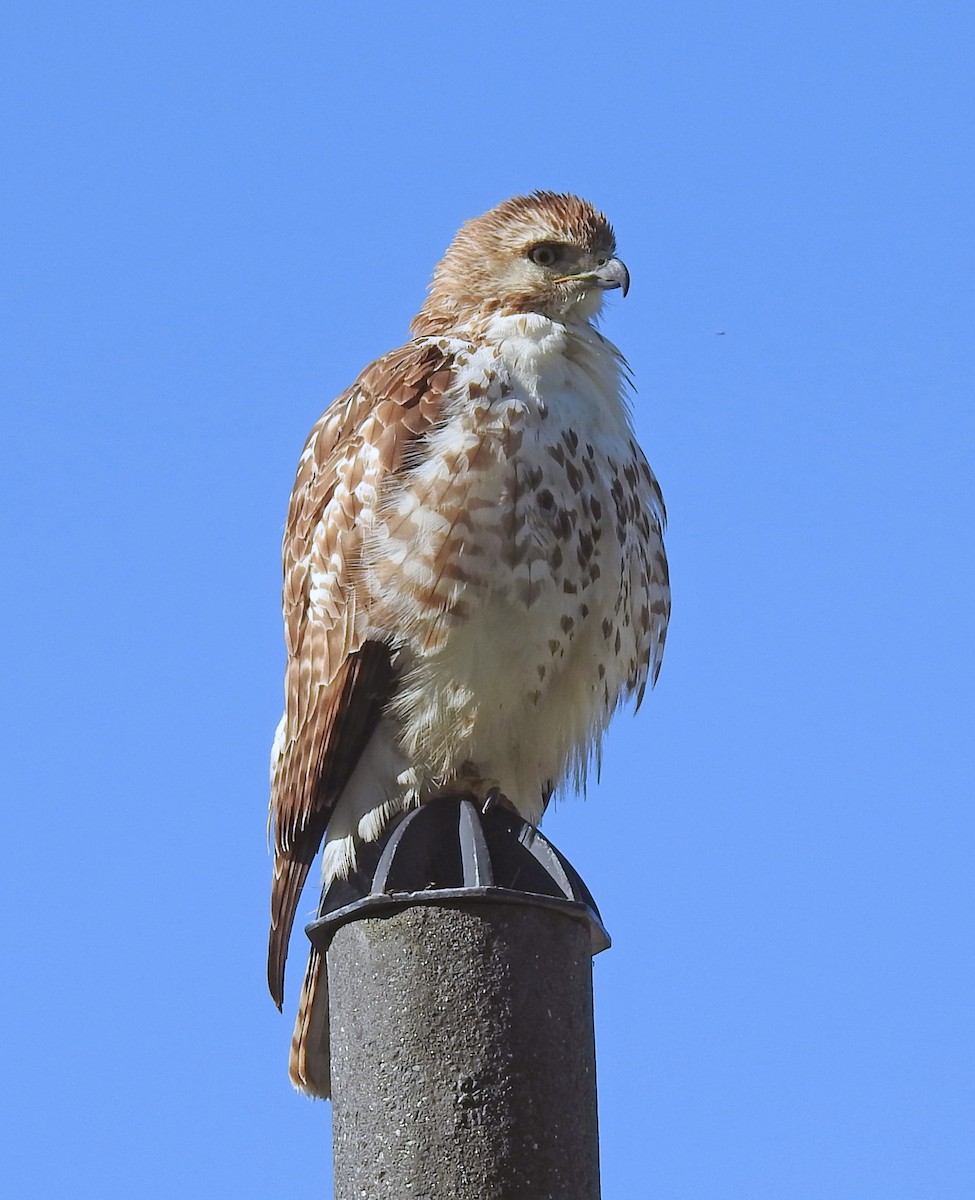 Red-tailed Hawk - Theresa Dobko