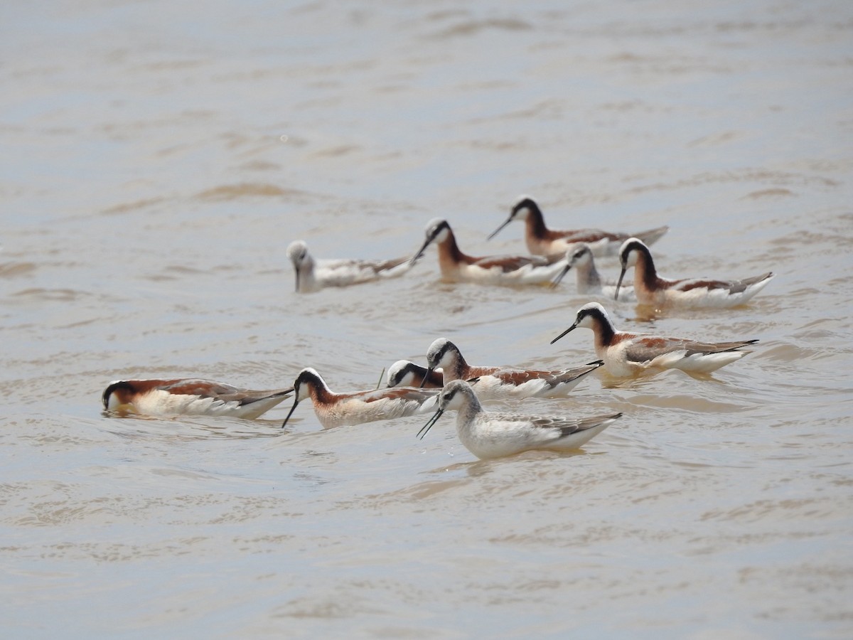 Wilson's Phalarope - Sean Verkamp