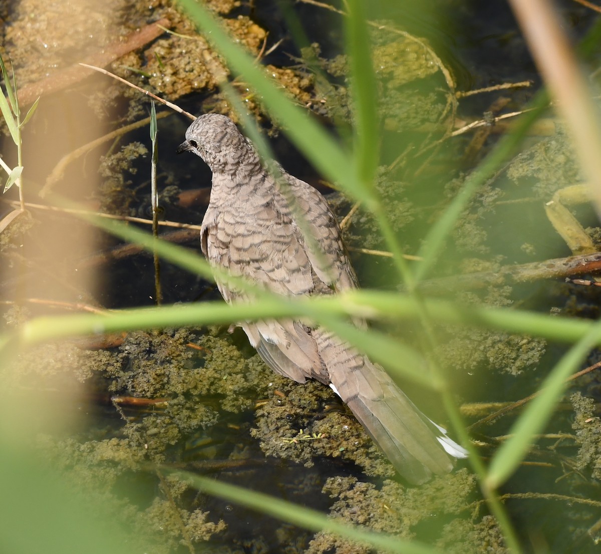 Inca Dove - ML618340813