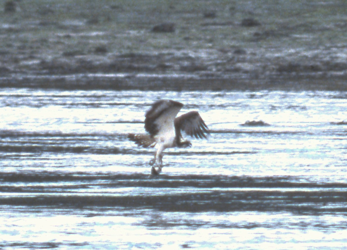 Balbuzard pêcheur - ML618340829