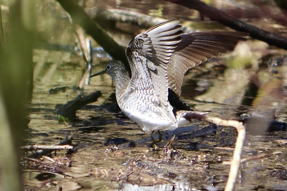 Solitary Sandpiper - ML618340830