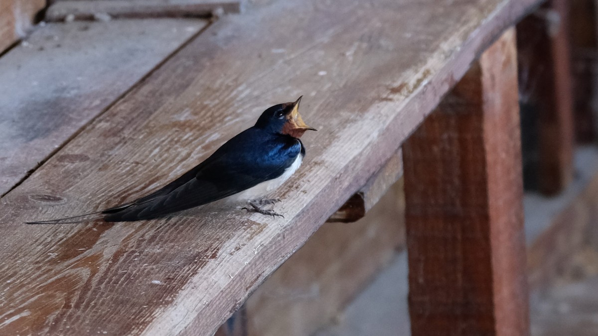 Barn Swallow - Gonzalo Bel Lallave