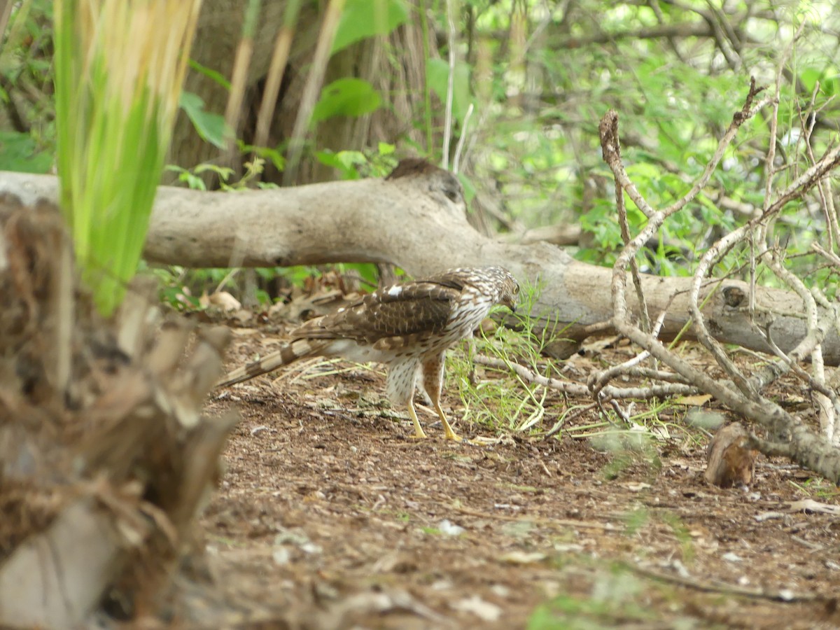 Cooper's Hawk - ML618340875