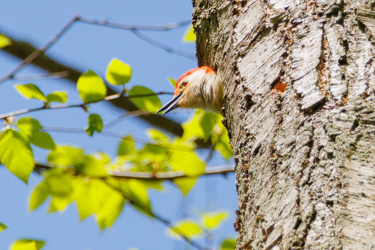 Red-bellied Woodpecker - ML618340887