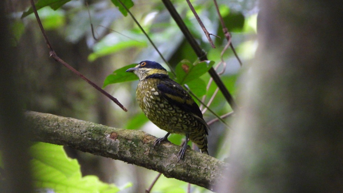 Cotinga écaillé - ML618340888