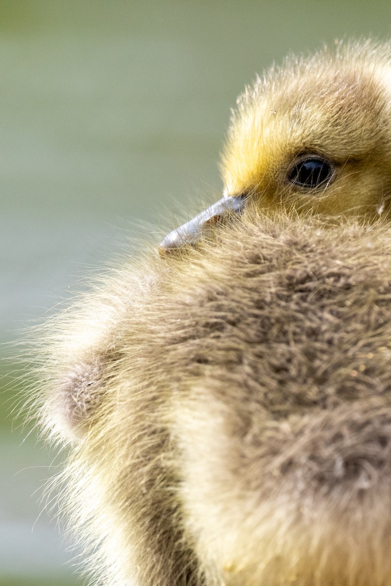 Canada Goose - Jobi Cates